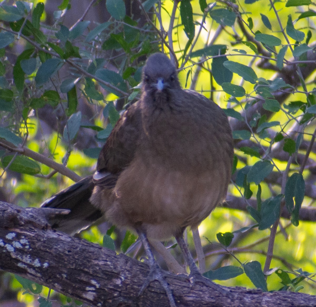 Chachalaca Norteña - ML646588746