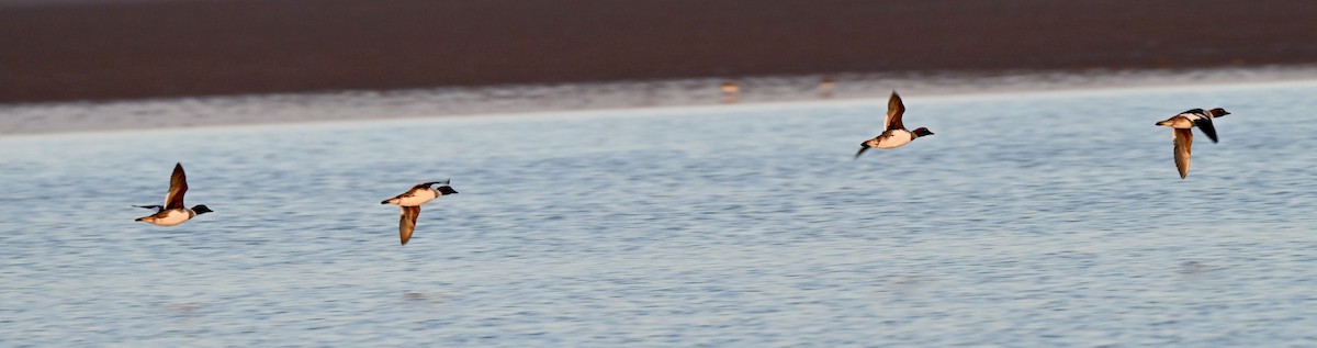 Porrón Osculado - ML646588748