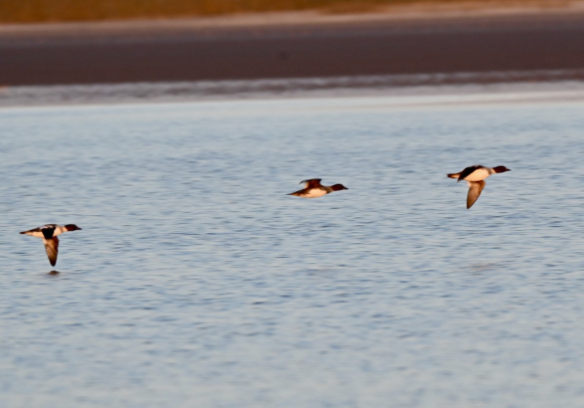 Porrón Osculado - ML646588749