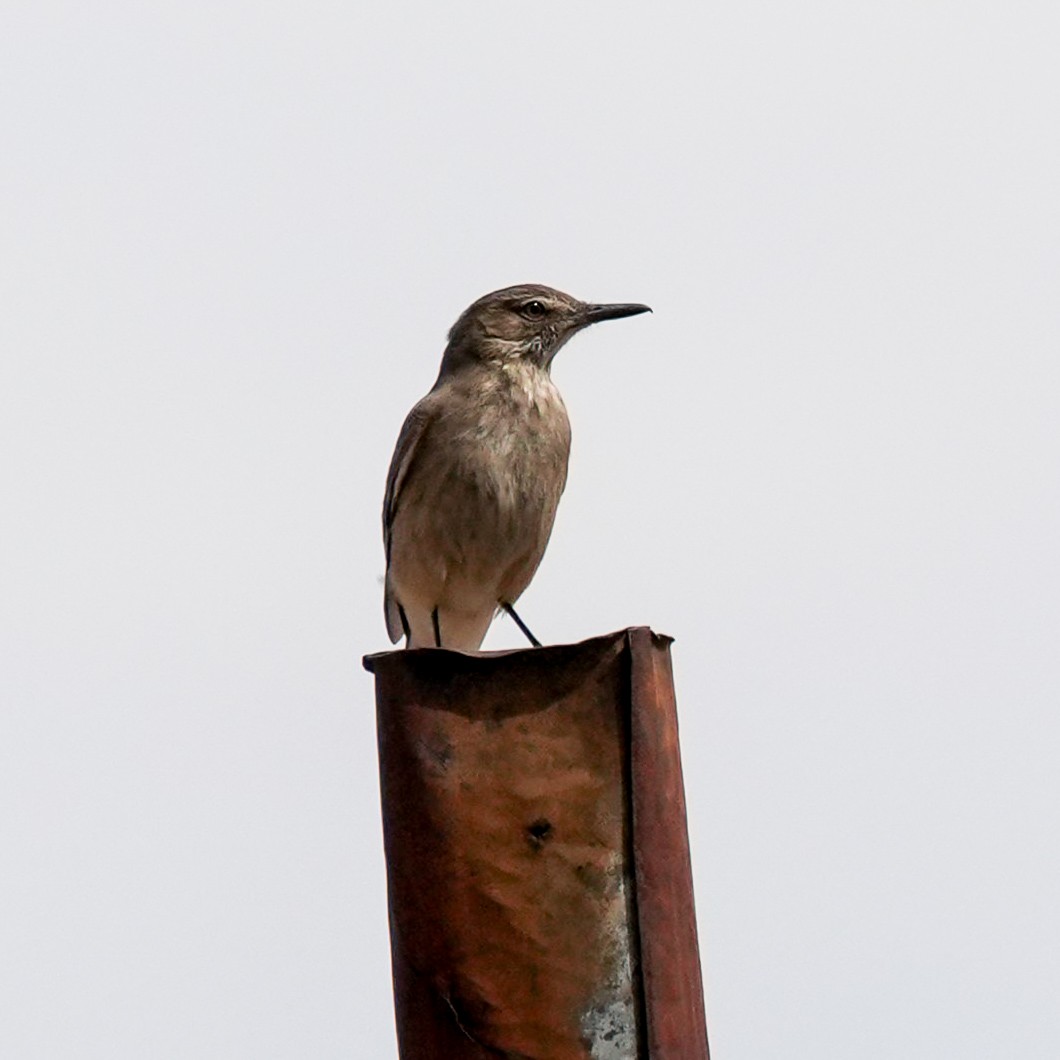 Gaucho Serrano - ML646588753