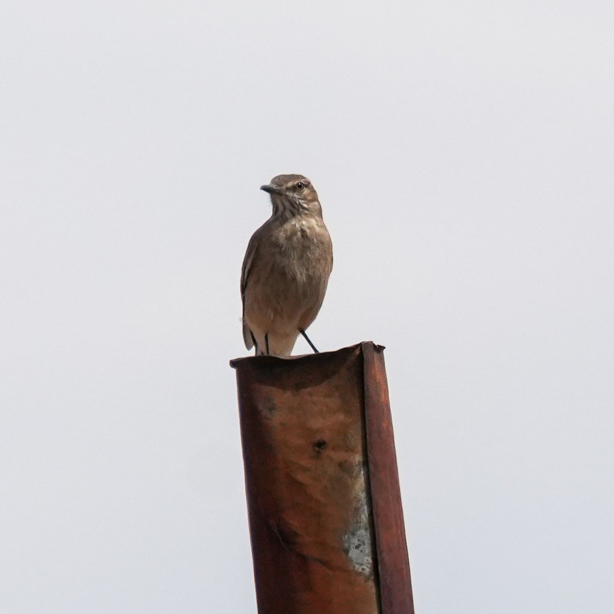 Gaucho Serrano - ML646588754