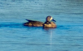 Cerceta Aliazul - ML646588756