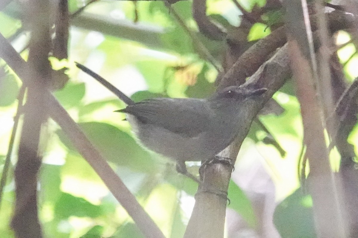 Papamoscas Gorjigrís - ML646588757