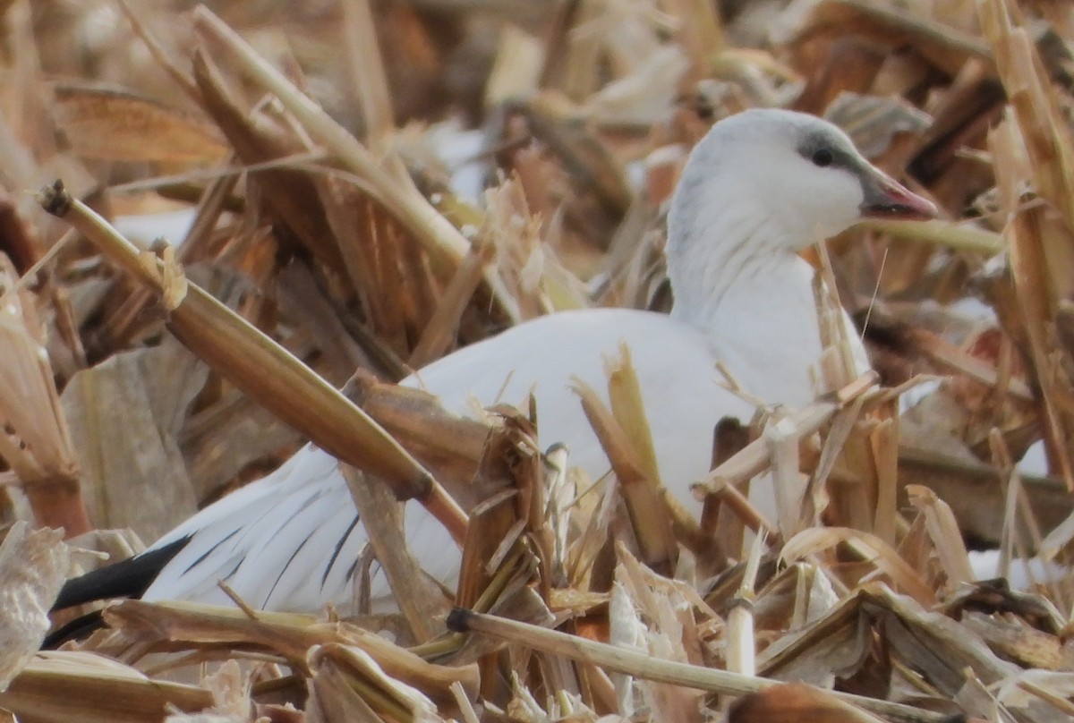 Ross's Goose - ML646588758