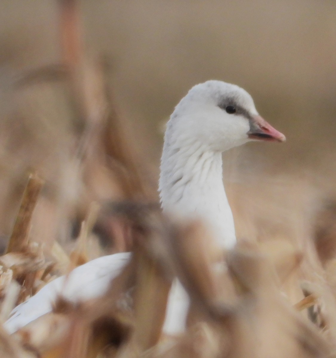 Ross's Goose - ML646588759