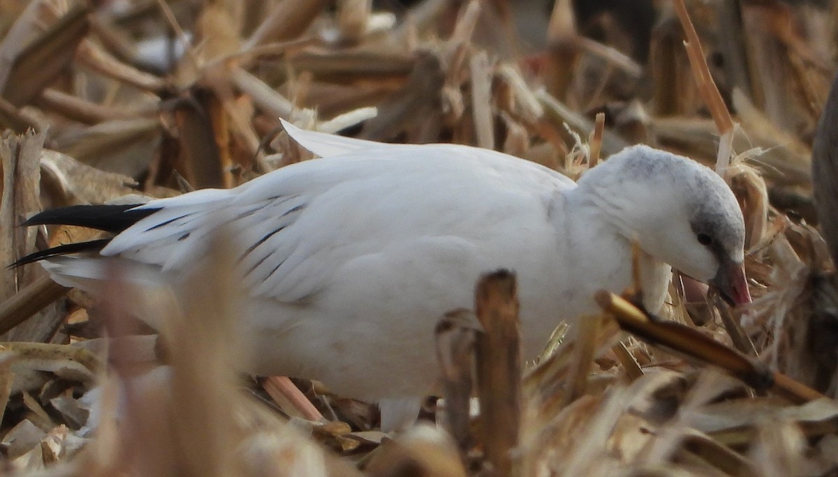 Ross's Goose - ML646588760