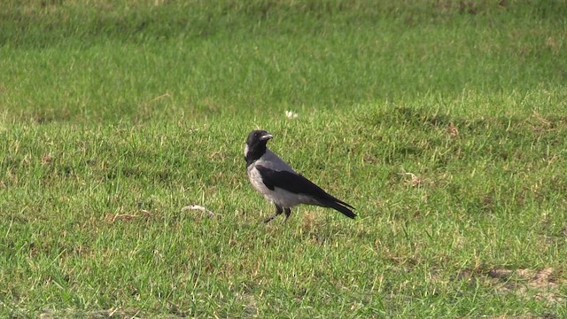 Corneja Cenicienta - ML646588762