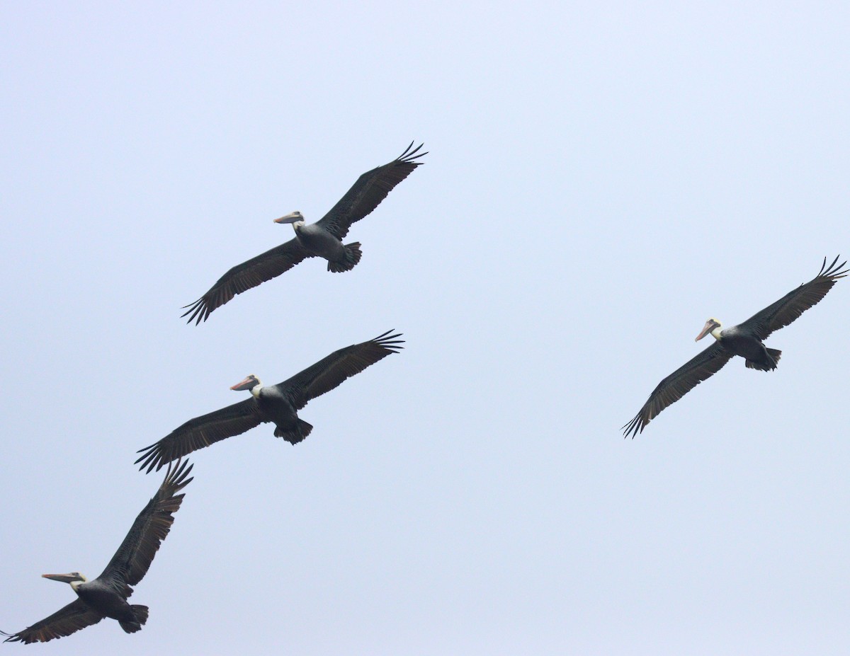 Pelícano Pardo - ML646588763