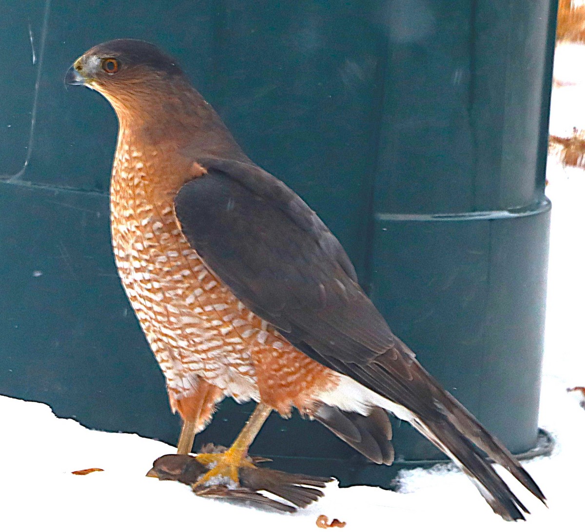 Gavilán de Cooper - ML646588765