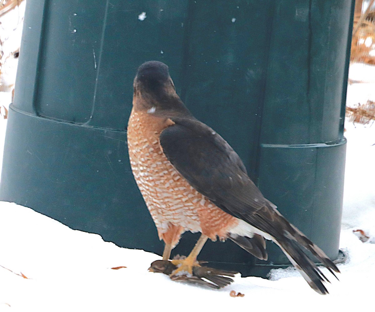 Gavilán de Cooper - ML646588768