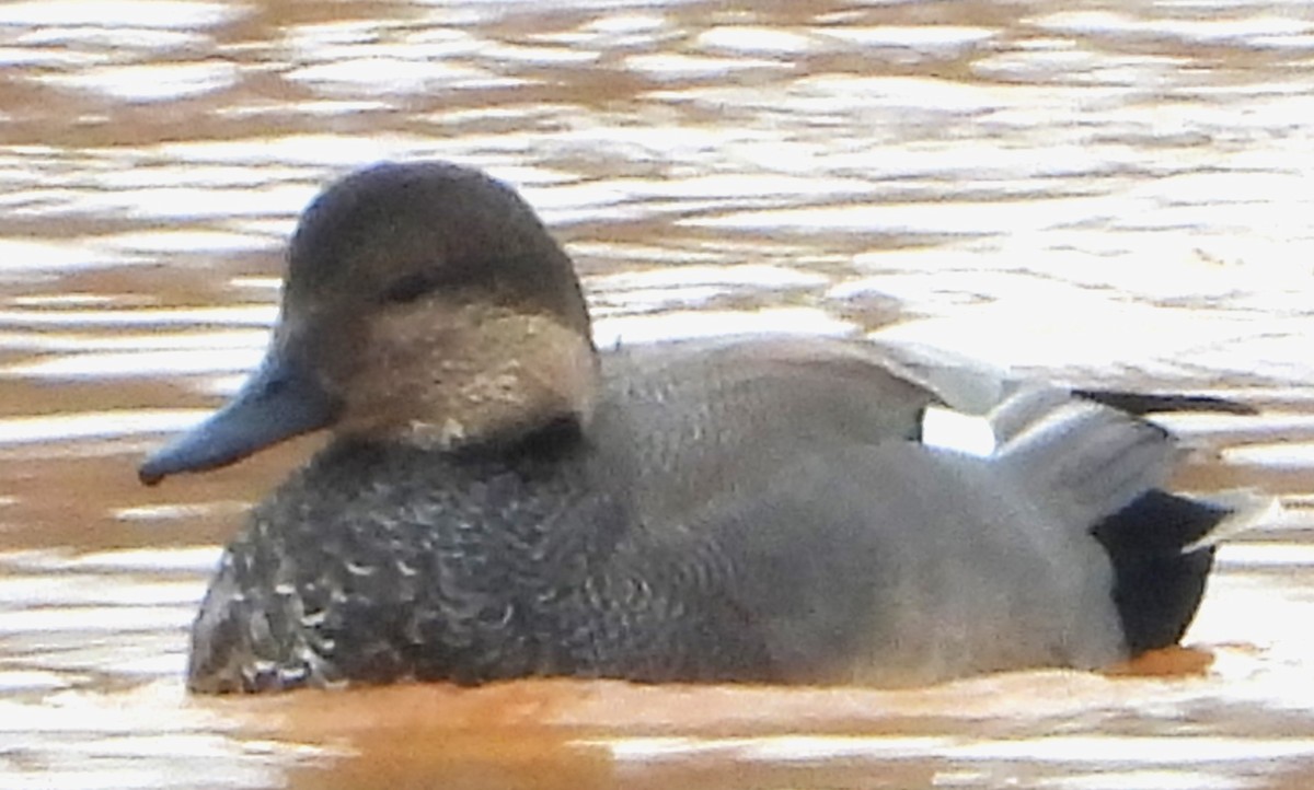 Ánade Friso - ML646588769