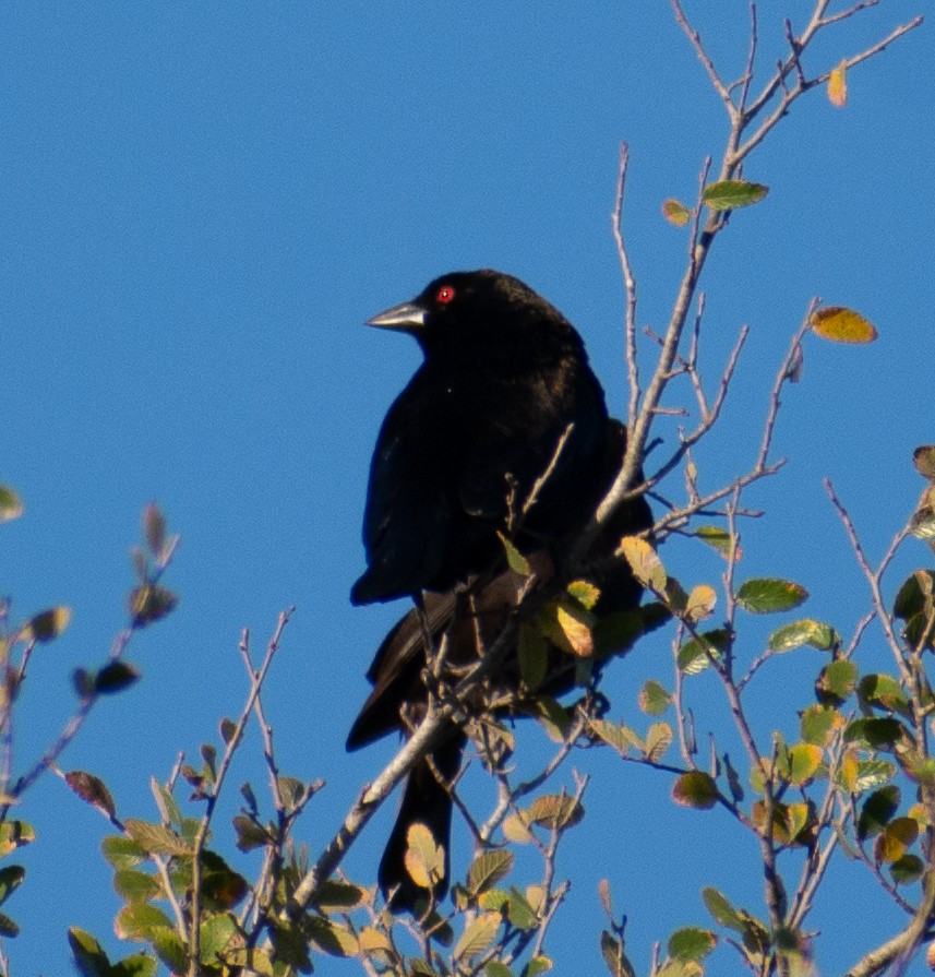 Bronz İnekkuşu - ML646588770