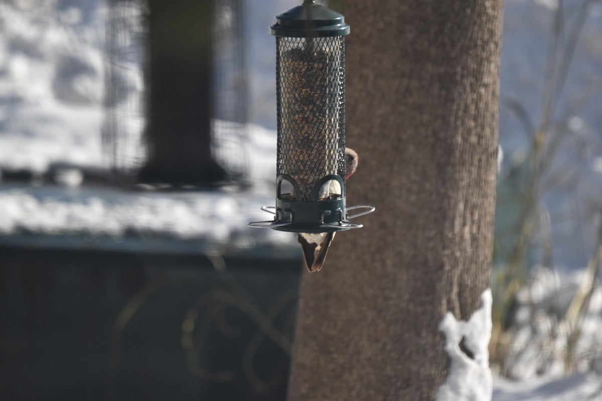Red-headed Woodpecker - ML646588771