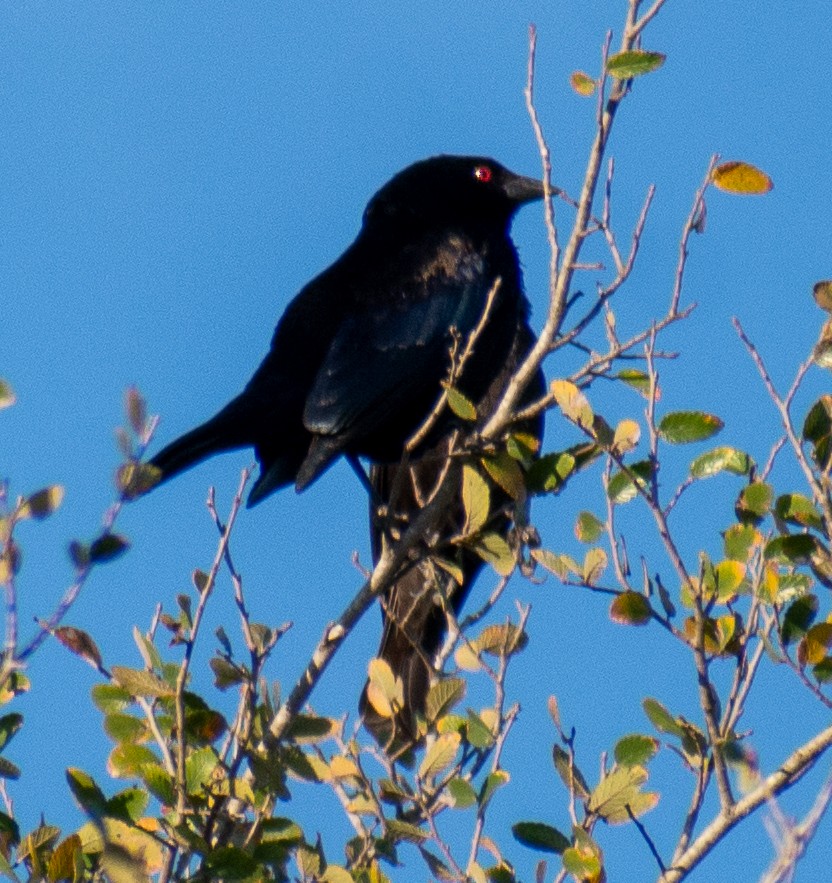 Bronz İnekkuşu - ML646588772