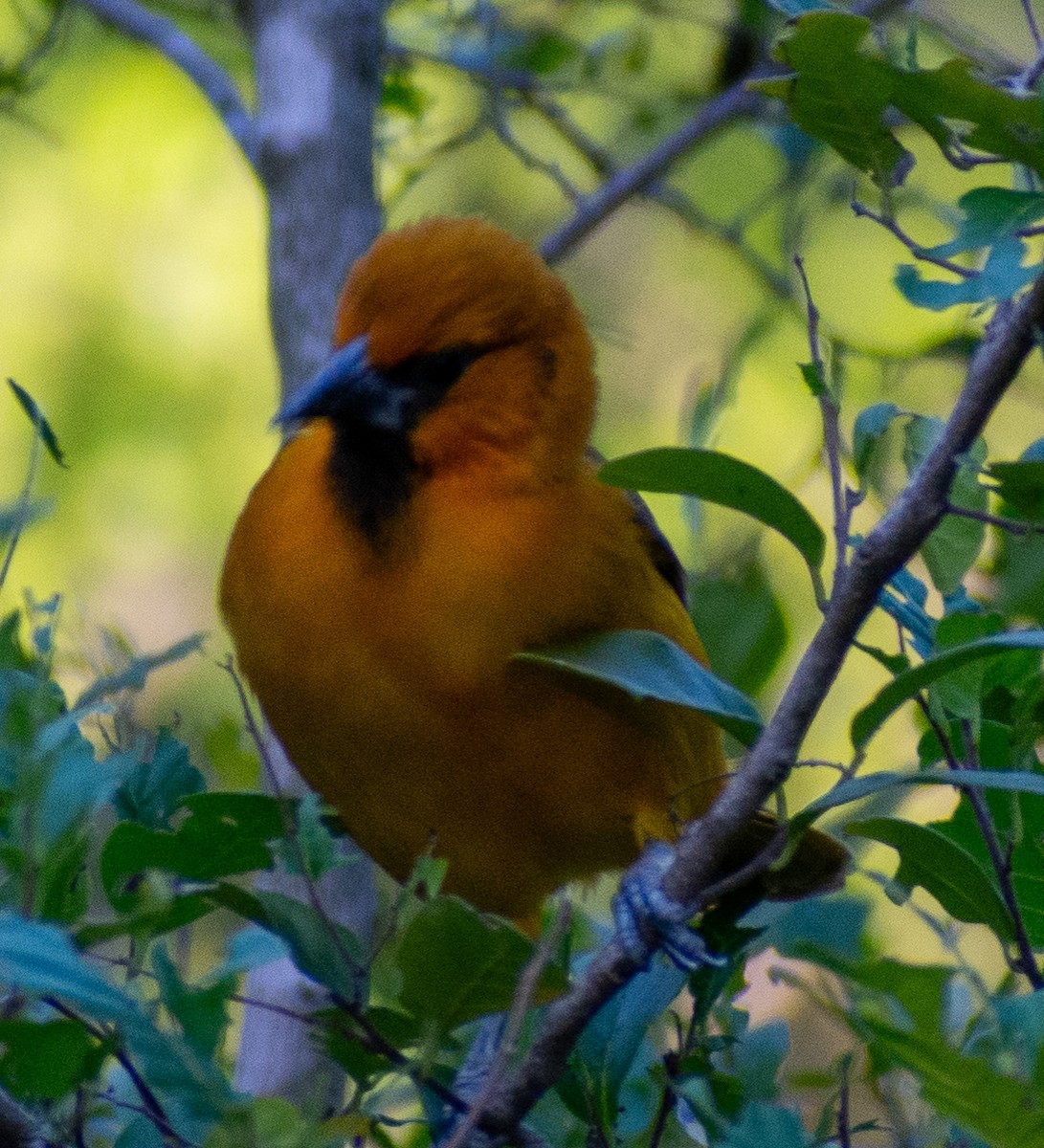 Altamira Turpiyalı - ML646588780