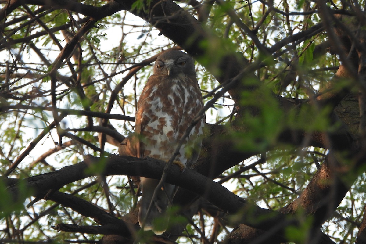 Karaca Bubuk - ML646588781