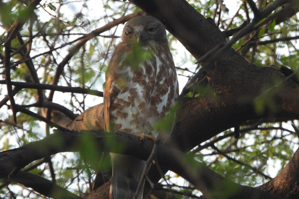 Karaca Bubuk - ML646588782