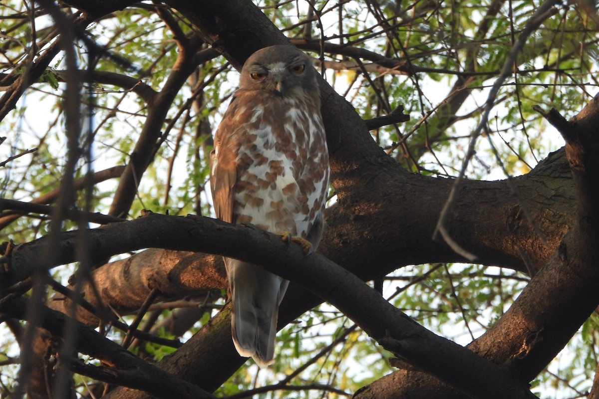 Karaca Bubuk - ML646588783