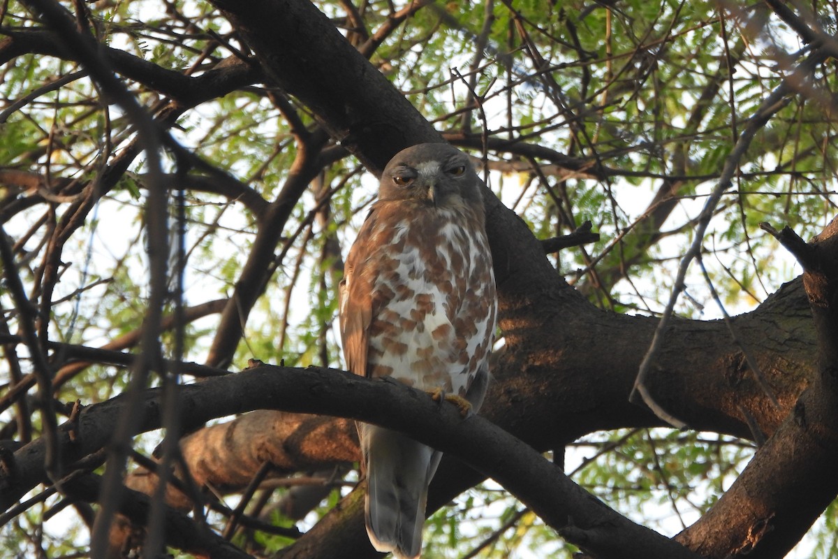 Karaca Bubuk - ML646588785