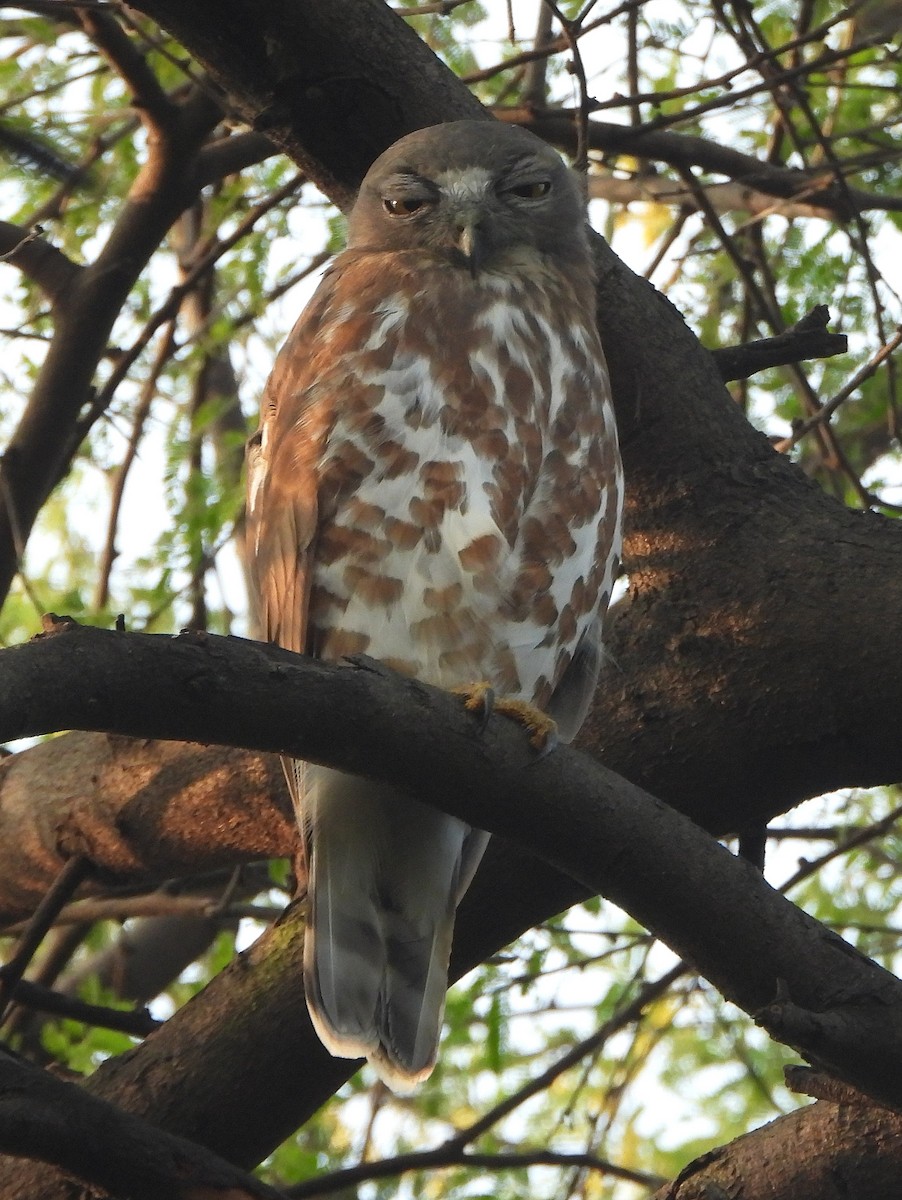 Karaca Bubuk - ML646588786