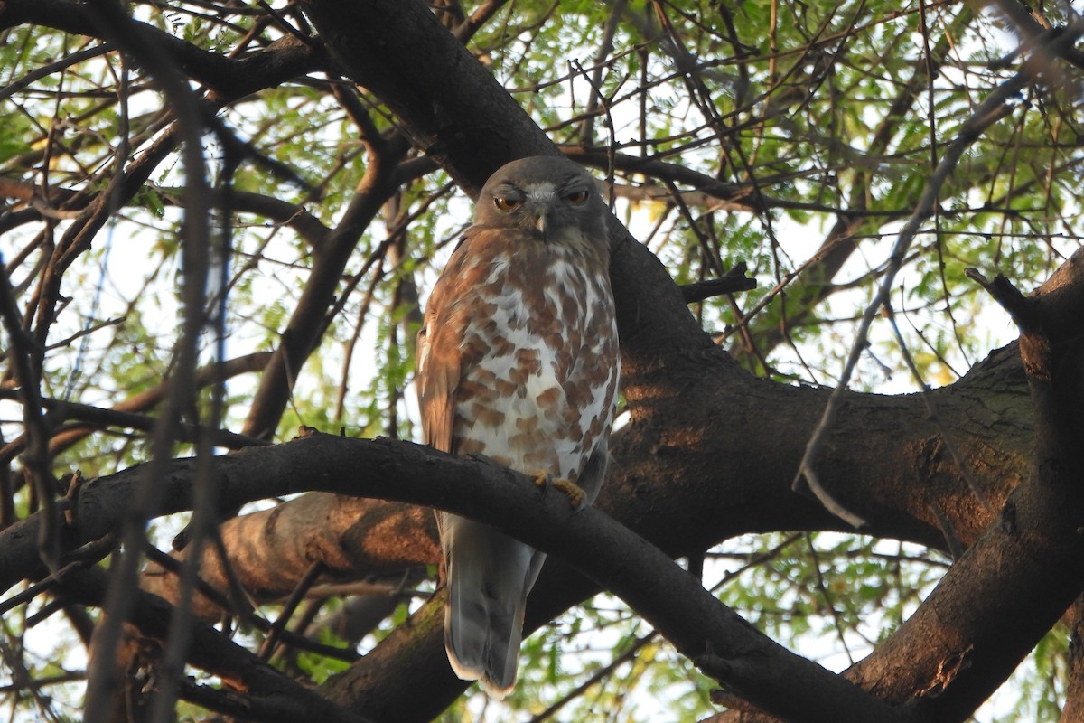 Karaca Bubuk - ML646588787