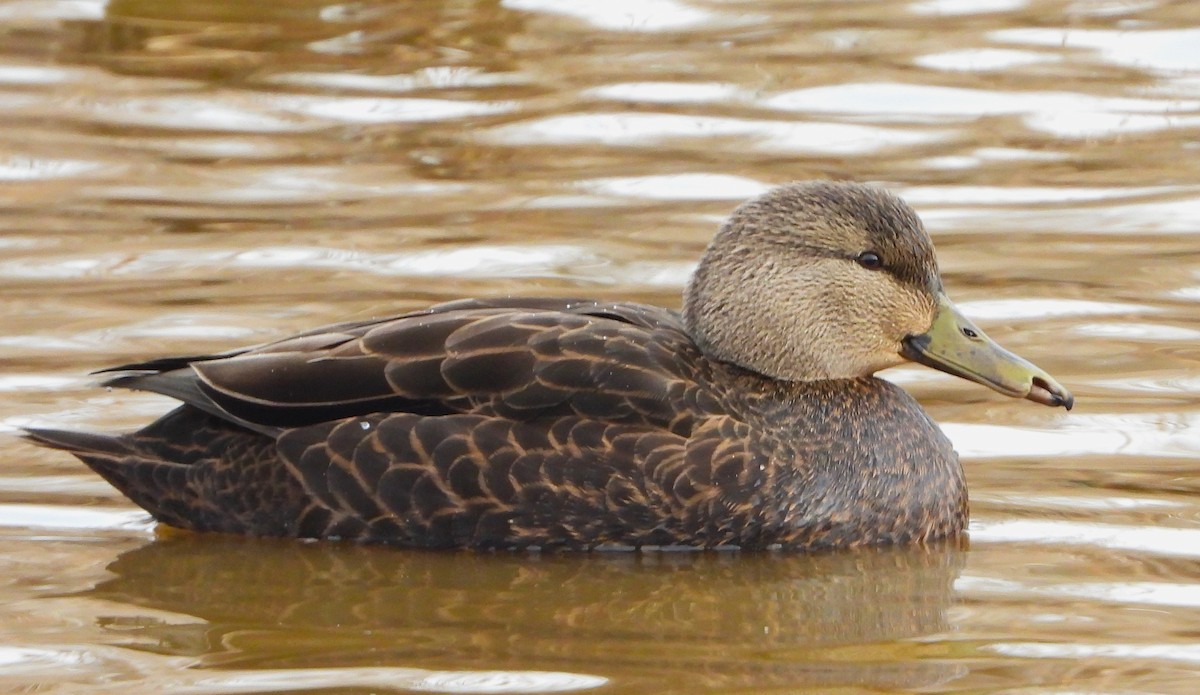 American Black Duck - ML646588789