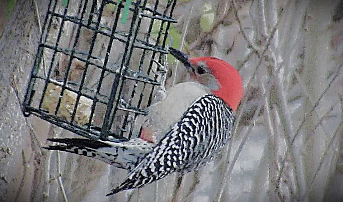 Red-bellied Woodpecker - ML646588791