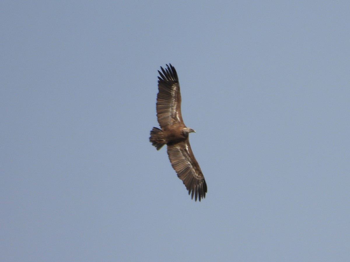 Белоголовый сип - ML646588794