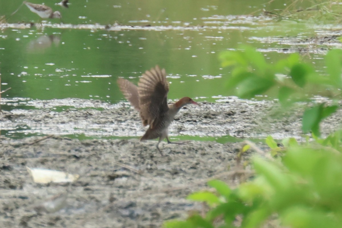 Slaty-breasted Rail - ML646588799