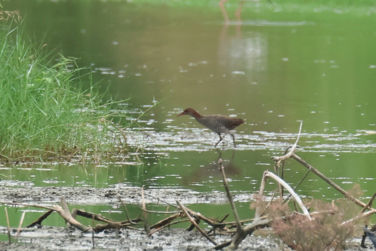Slaty-breasted Rail - ML646588801