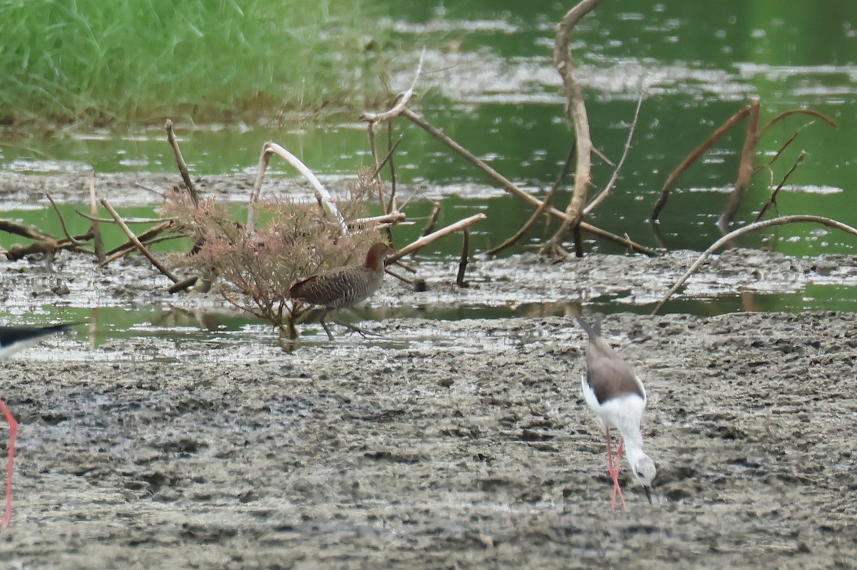Slaty-breasted Rail - ML646588802