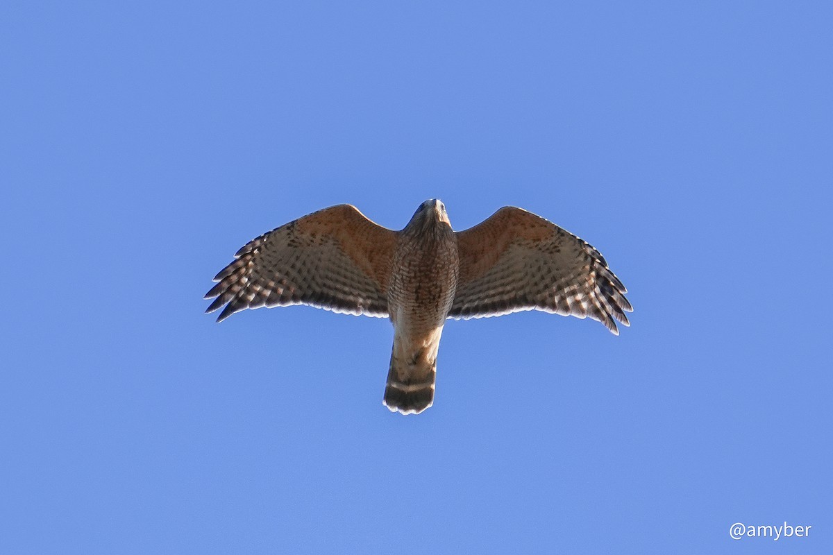 Red-shouldered Hawk - ML646588803