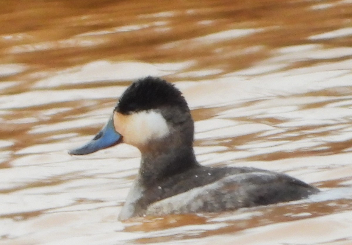 Ruddy Duck - ML646588804