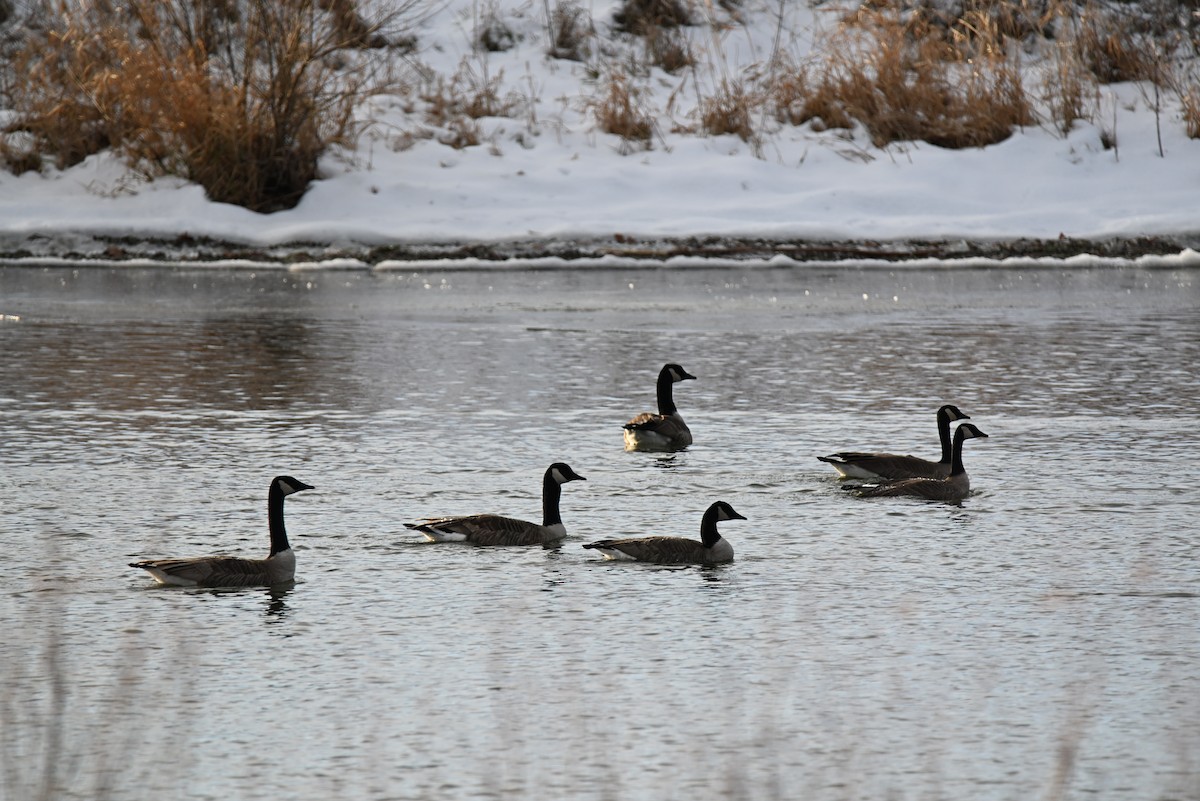 Canada Goose - ML646588808