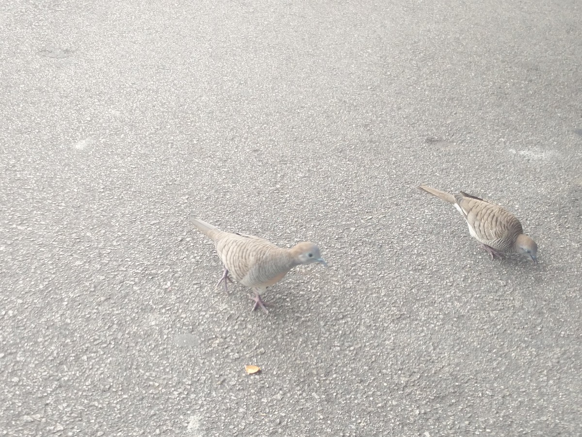 Zebra Dove - ML646588812