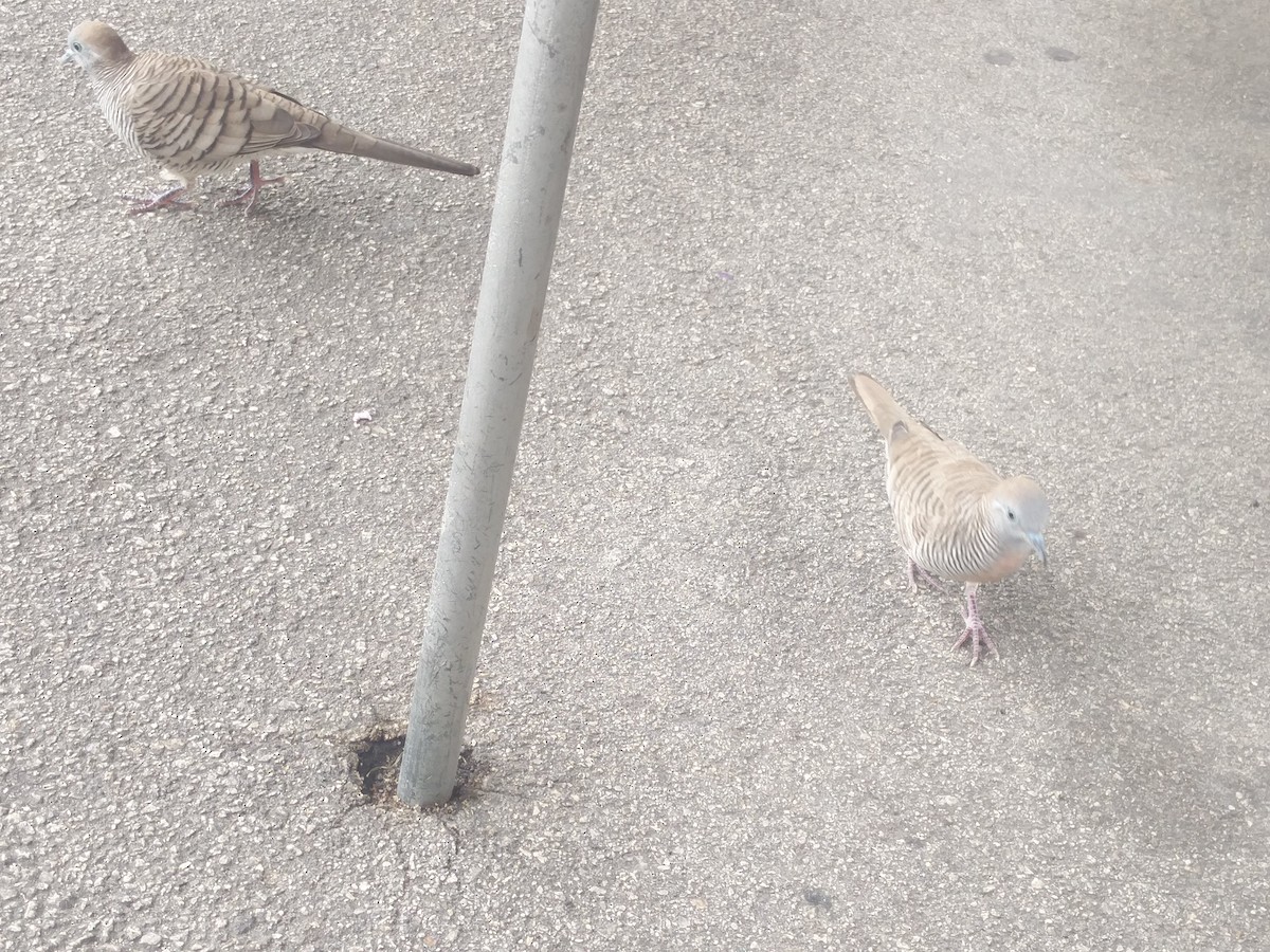 Zebra Dove - ML646588813