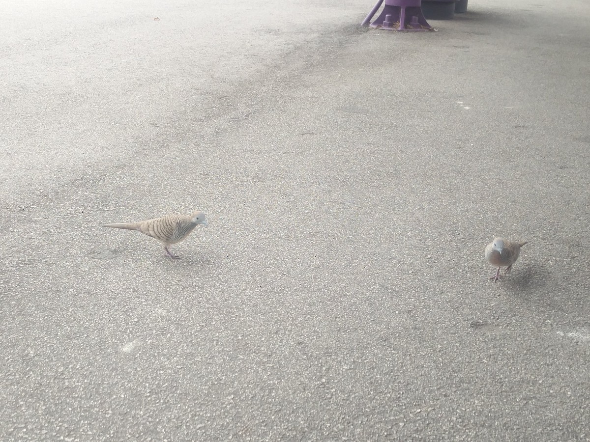 Zebra Dove - ML646588814