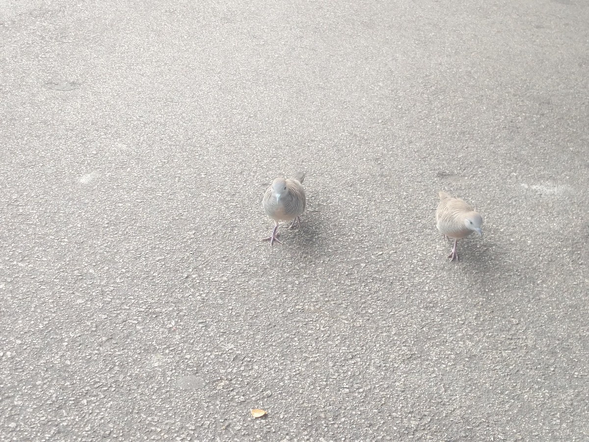 Zebra Dove - ML646588815