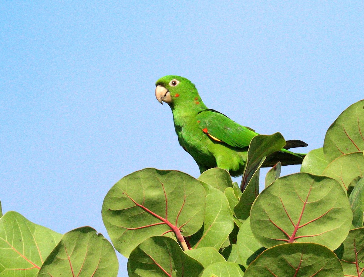 aratinga červenoskvrnný - ML646588822