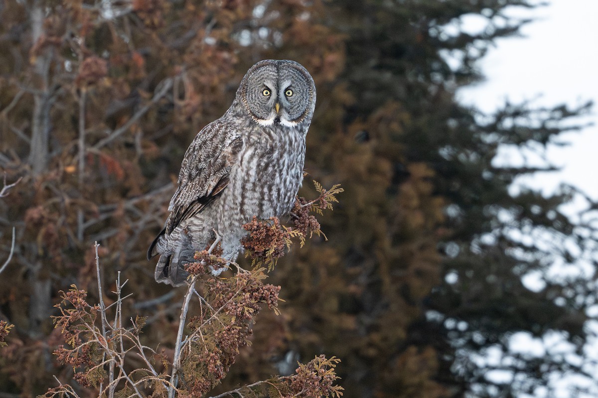 lappugle - ML646588825