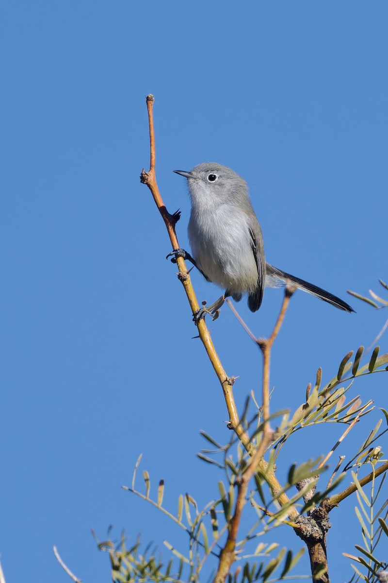 Perlita Colinegra - ML646588827