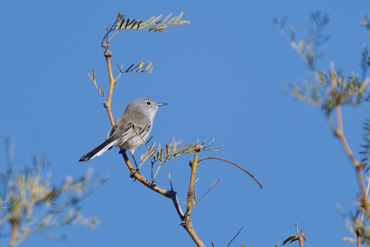 Perlita Colinegra - ML646588828