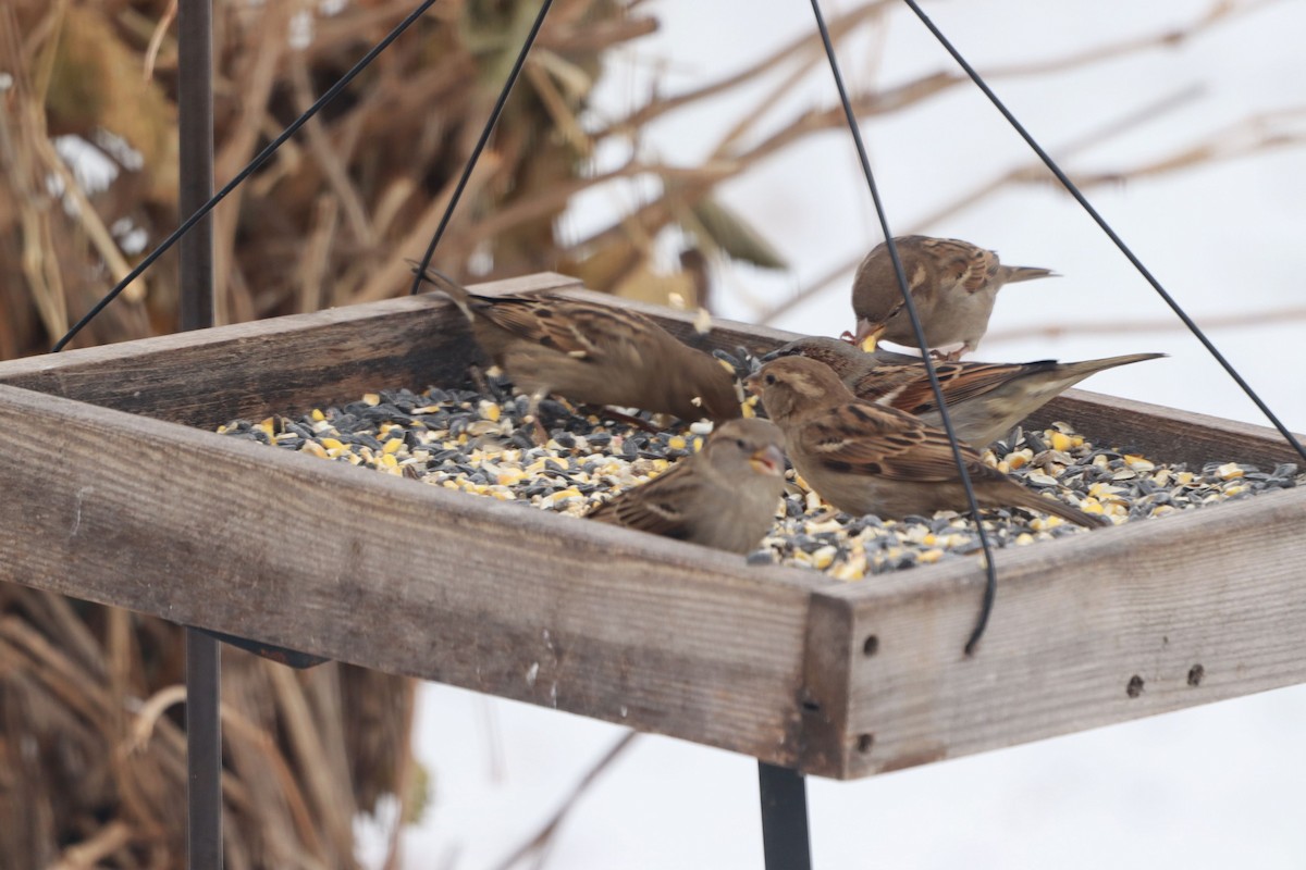 家麻雀 - ML646588836