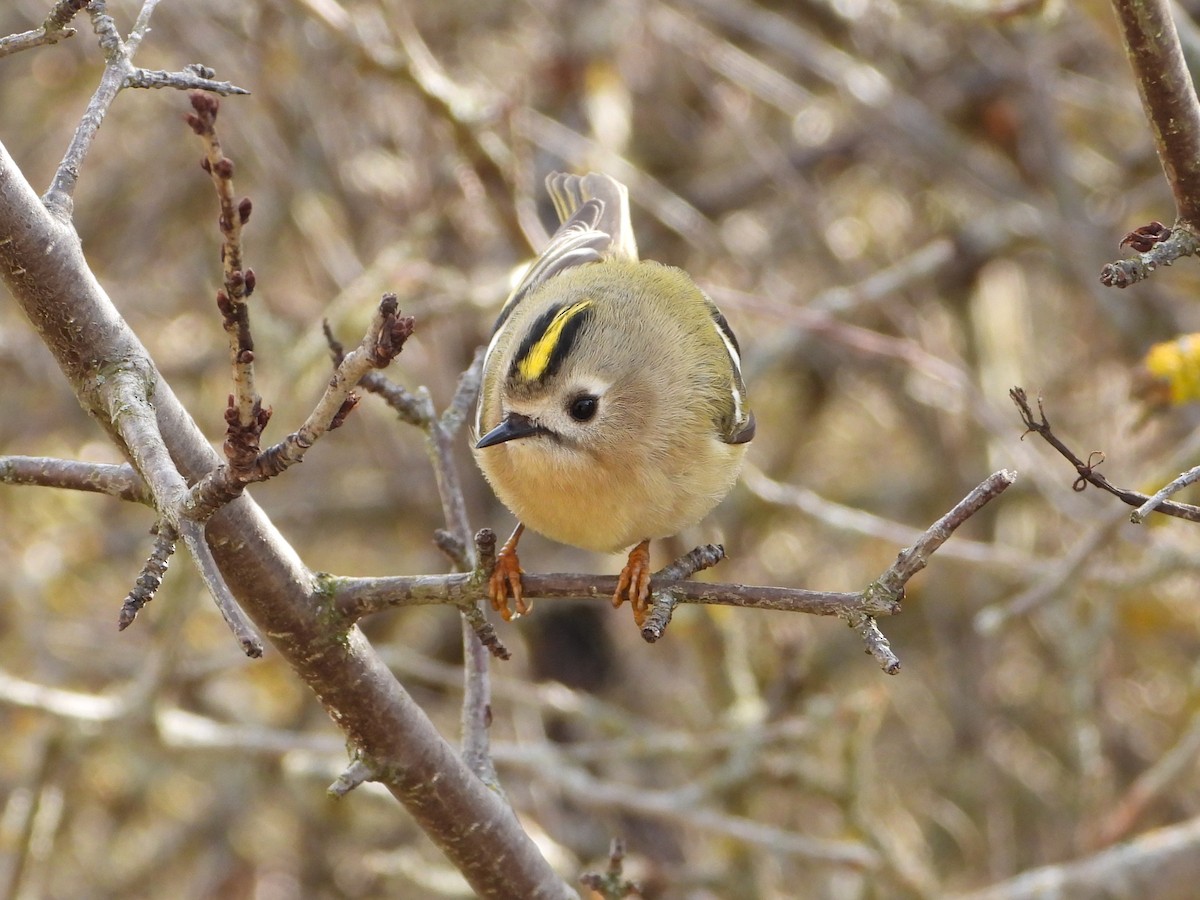 Желтоголовый королёк - ML646588844