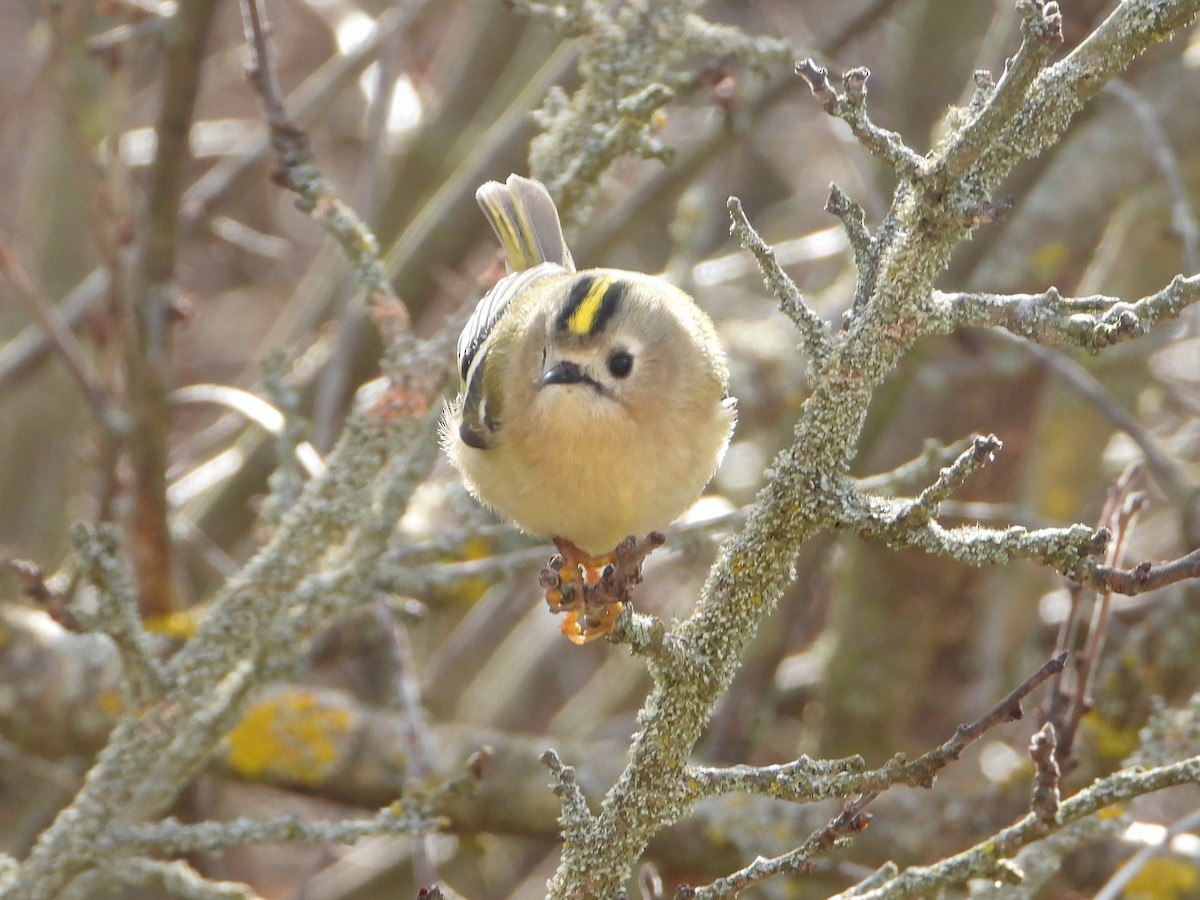 Желтоголовый королёк - ML646588845