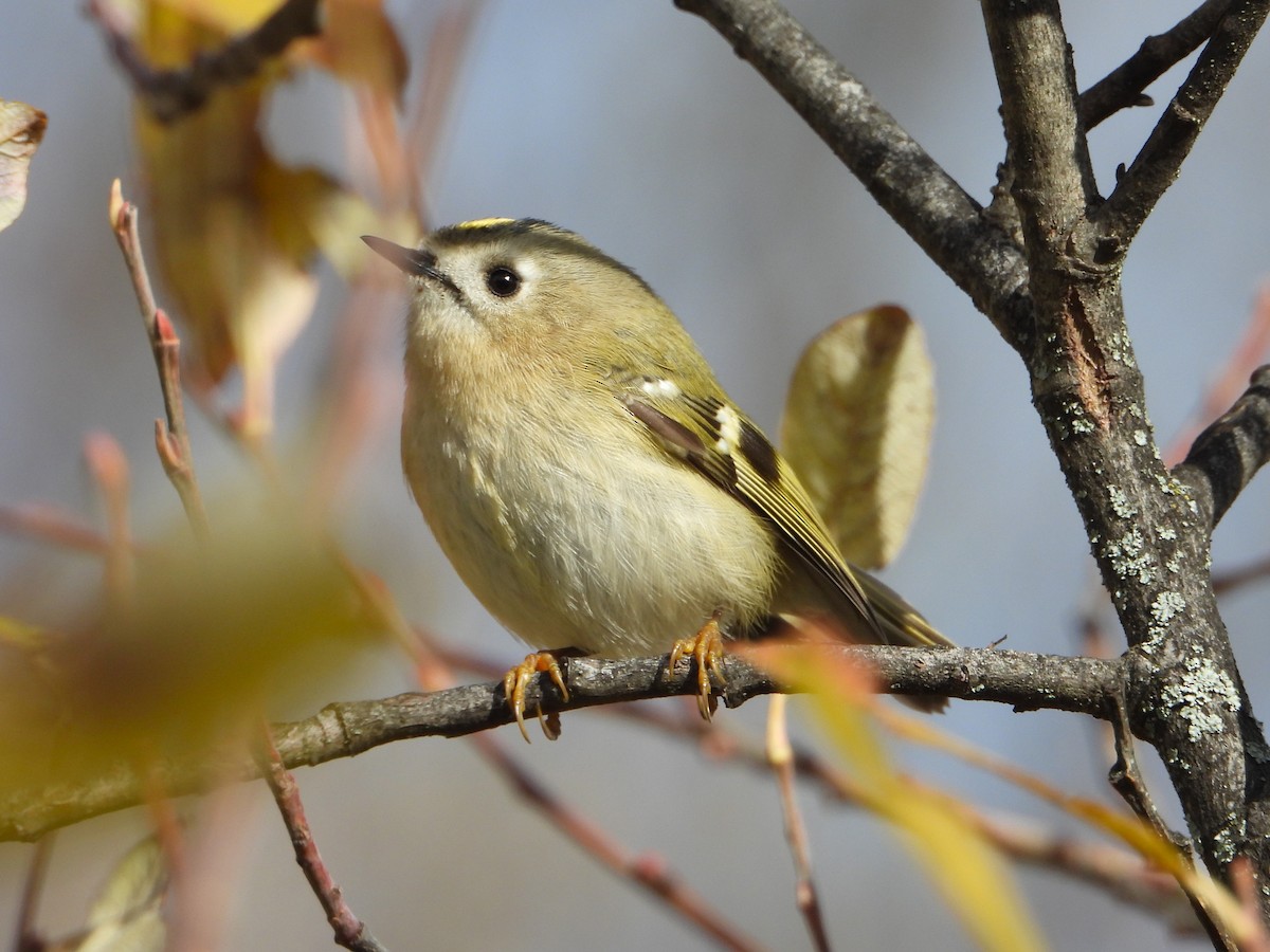 Желтоголовый королёк - ML646588846