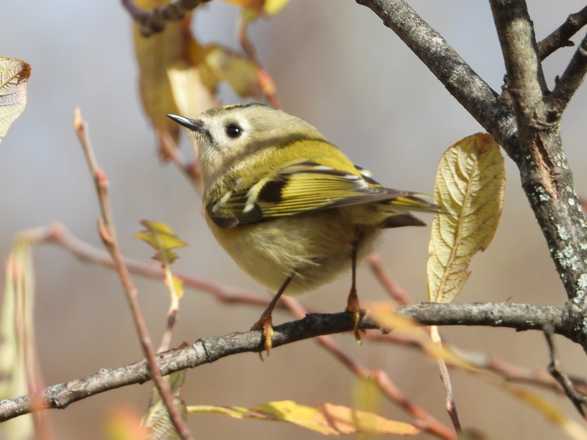 Желтоголовый королёк - ML646588847