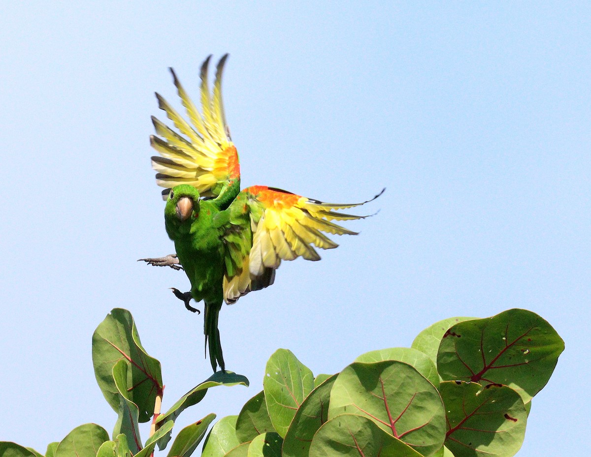 aratinga červenoskvrnný - ML646588848