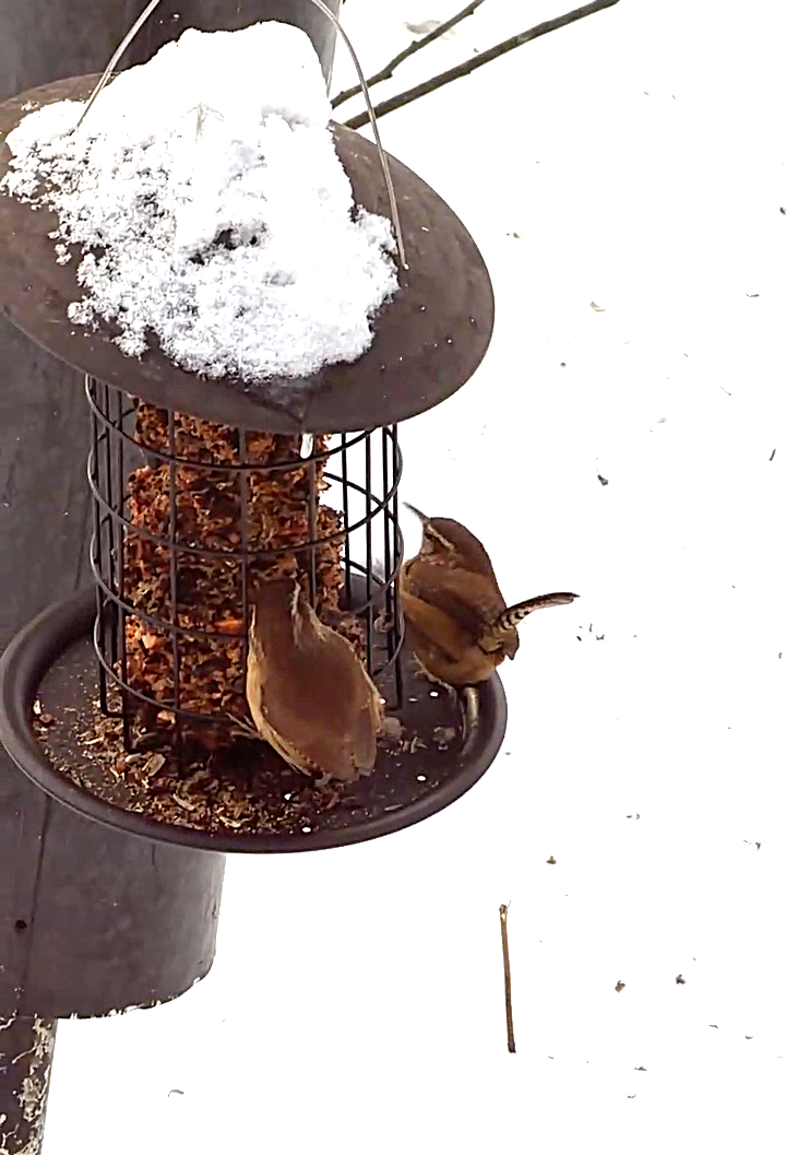 Carolina Wren - ML646588851