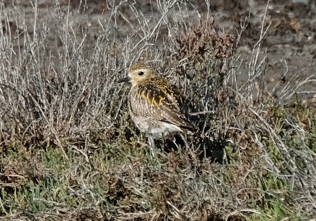 Tundra-Goldregenpfeifer - ML646588856